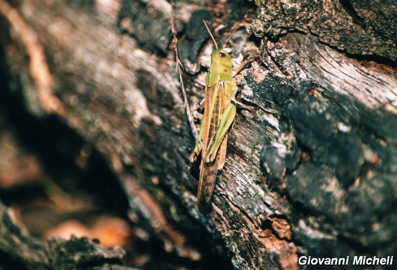 Serie di Acrididae del Parco del Ticino